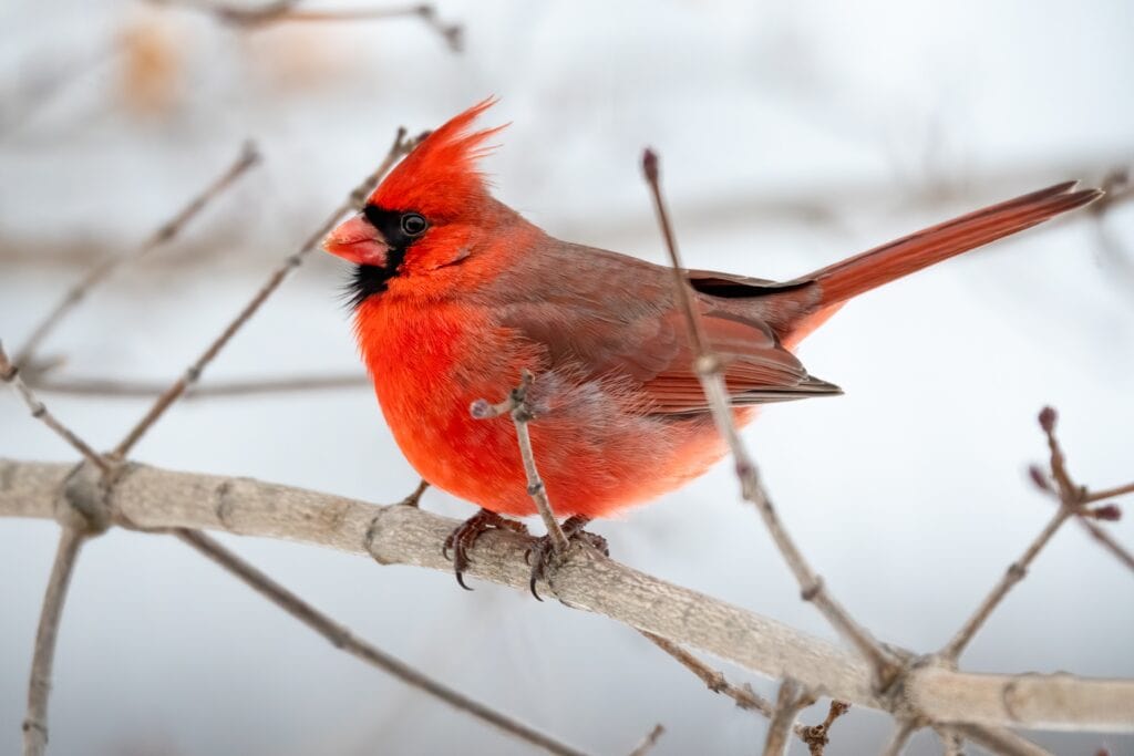 Close up of bright red male Northern Cardinal on branch. His bright red feathers and distinctive song makes him easier to identify.